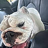 Rosie joined the competition — help win amazing prizes! dog, bulldog, pet, animal, car, backseat, vehicle, portrait, close_up, wrinkles, white_fur, floppy_ears, tongue, panting, collar, black_leather, indoor, road_trip, funny_face, happy
