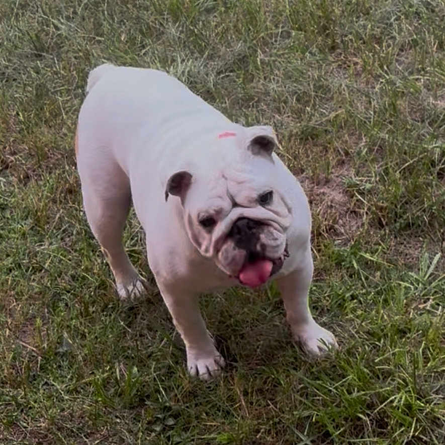 Rosie