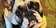 Vynce participe au concours pour gagner de l'argent avec cette photo : dog, french_bulldog, pet, canine, close_up, portrait, paws, ears, snout, wrinkled_skin, collar, brown_coat, white_markings, indoor, rug, woven_mat, looking_up, cute, companion, relaxed
