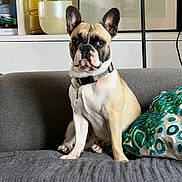 Vynce participe au concours pour gagner de l'argent avec cette photo : dog, french_bulldog, pet, couch, pillow, living_room, collar, portrait, ears, sitting, muzzle, attentive, indoor, blanket, vase, shelf, wall_art, home_decor, textile, photography