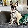 dog, french_bulldog, pet, couch, pillow, living_room, collar, portrait, ears, sitting, muzzle, attentive, indoor, blanket, vase, shelf, wall_art, home_decor, textile, photography