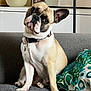 dog, french_bulldog, pet, indoor, couch, pillow, collar, tag, head_tilt, ears, eyes, sitting, portrait, home_decor, vase, cabinet, expression, adorable, fur, living_space