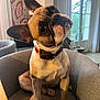 Vynce a rejoint le concours — aidez-le/la à gagner de superbes lots ! dog, french_bulldog, pet, sitting, chair, indoor, living_room, collar, colorful_collar, head_tilt, ears, paws, portrait, cute, curious, window, curtains, artwork, sunlight, furniture