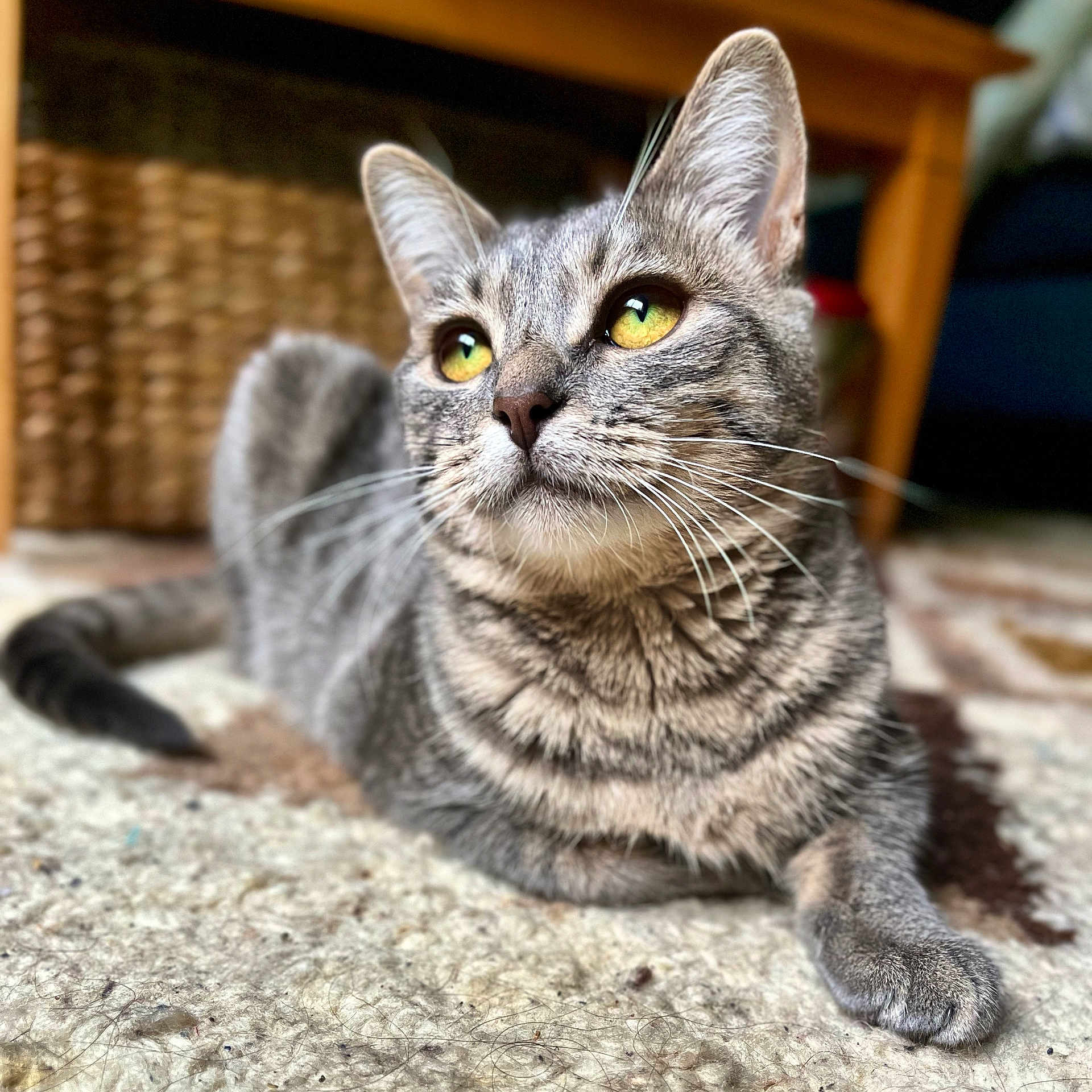 Reynala is registered to the contest to win money with this photo: abyssinian, animal, cat, egyptiancat, hardwood, kitten, manx, pet, wood