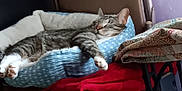 Mister Kitty is registered to the contest to win money with this photo: cat, tabby, sleeping, pet_bed, blue, polka_dots, quilt, blanket, red, cozy, indoor, resting, feline, paw, fur, comfort, relaxation, home, furniture, soft