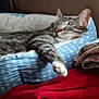 cat, tabby, sleeping, pet_bed, blue, polka_dots, quilt, blanket, red, cozy, indoor, resting, feline, paw, fur, comfort, relaxation, home, furniture, soft