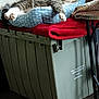 Mister Kitty is registered to the contest to win money with this photo: cat, tabby, pet_bed, sleeping, indoor, feline, animal, resting, cozy, blanket, fabric, storage_bin, floor, wooden_floor, relaxing, home, domestic_animal, paw, ear, fur