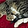 Mister Kitty