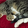 cat, tabby, sleeping, curled_up, red_blanket, leather_couch, indoor, pet, feline, cozy, resting, whiskers, paws, tail, fur, relaxed, domestic_animal, home, quiet, comfort