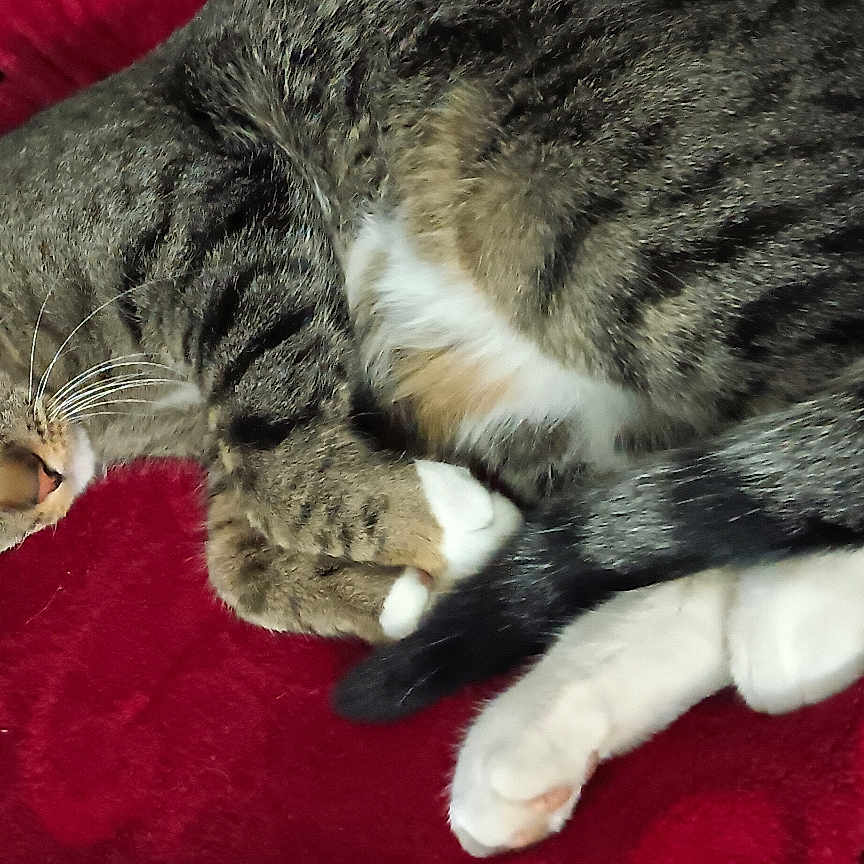Mister Kitty is registered to the contest to win money with this photo: cat, comfort, cozy, curled_up, domestic_animal, feline, fur, home, indoor, leather_couch, paws, pet, quiet, red_blanket, relaxed, resting, sleeping, tabby, tail, whiskers