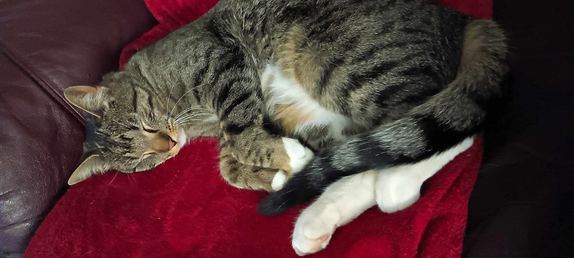 Mister Kitty is registered to the contest to win money with this photo: cat, tabby, sleeping, curled_up, red_blanket, leather_couch, indoor, pet, feline, cozy, resting, whiskers, paws, tail, fur, relaxed, domestic_animal, home, quiet, comfort