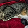 Mister Kitty is registered to the contest to win money with this photo: cat, tabby_cat, sleeping, curled_up, red_blanket, indoor, cozy, pet, feline, resting, fur, whiskers, tail, animal, domestic_animal, relaxation, soft_texture, comfort, cute, nap