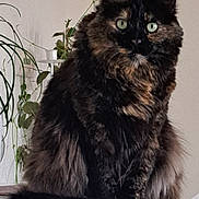 Caramel a rejoint le concours — aidez-le/la à gagner de superbes lots ! cat, tortoiseshell, fluffy_fur, green_eyes, indoor, plant, wall, table, feline, pet, sitting, cozy, domestic_animal, fur, whiskers, tail, closeup, portrait, animal, cute