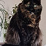 cat, tortoiseshell, fluffy_fur, green_eyes, indoor, plant, wall, table, feline, pet, sitting, cozy, domestic_animal, fur, whiskers, tail, closeup, portrait, animal, cute