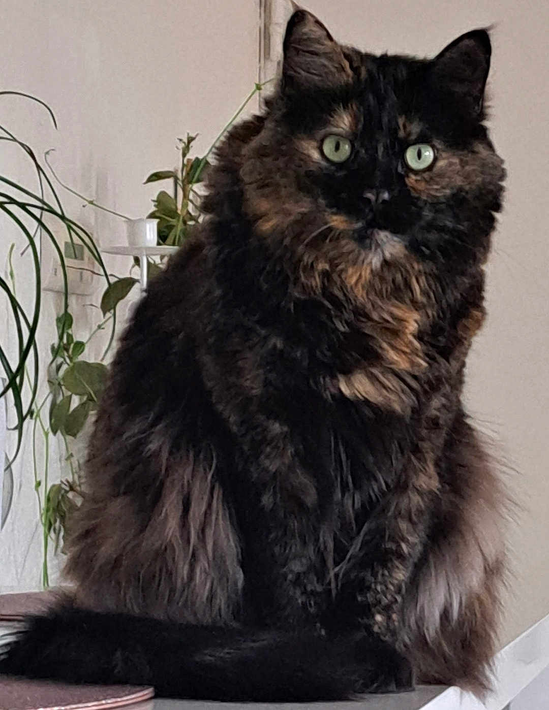 Caramel