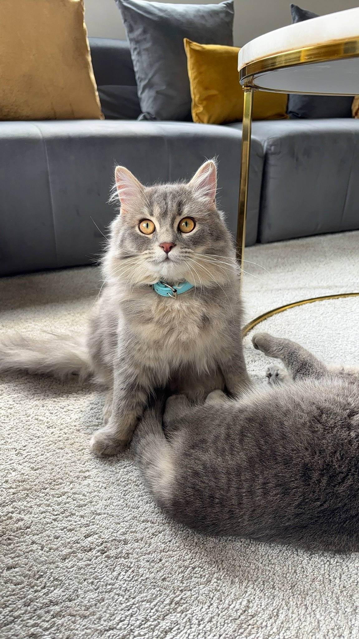 Tchoupinoss participe au concours pour gagner de l'argent avec cette photo : automotive_tire, carnivore, cat, chair, claw, comfort, couch, domestic_short_haired_cat, felidae, flooring, fur, grey, paw, road_surface, sitting, small_to_medium_sized_cats, snout, tail, whiskers, window