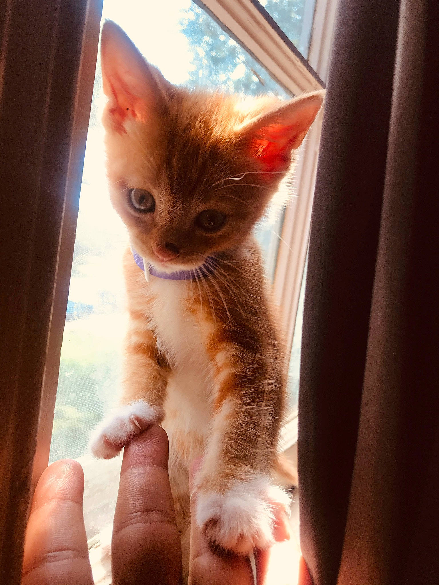 Booboo is registered to the contest to win money with this photo: carnivore, cat, claw, comfort, domestic_short_haired_cat, fawn, felidae, foot, fur, human_leg, nail, paw, sitting, small_to_medium_sized_cats, tail, whiskers, window, wood