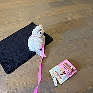Joy joined the competition — help win amazing prizes! puppy, dog, white_dog, leash, pink_leash, black_mat, wooden_floor, dog_treats, pet, indoor, cute, small_dog, floor, looking_back, animal, canine, pet_accessory, treat_bag, pink, curious
