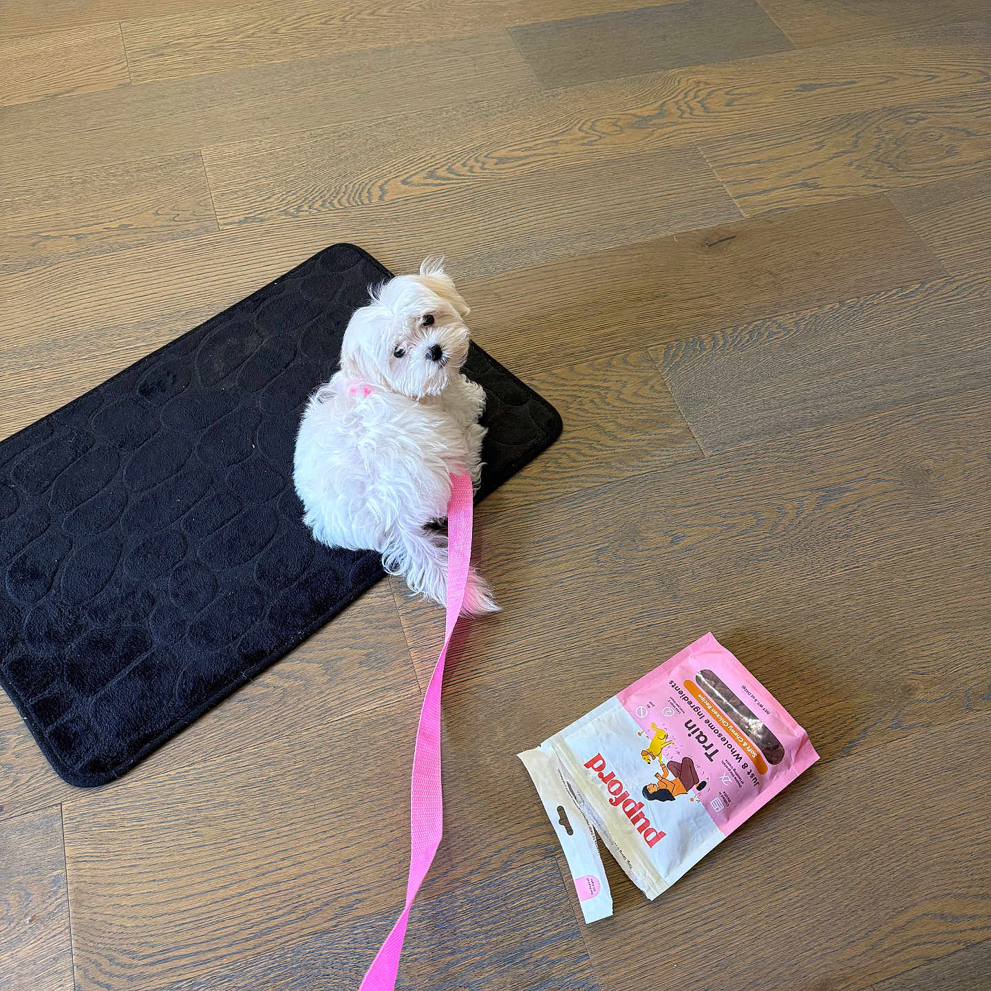 Joy joined the competition — help win amazing prizes! puppy, dog, white_dog, leash, pink_leash, black_mat, wooden_floor, dog_treats, pet, indoor, cute, small_dog, floor, looking_back, animal, canine, pet_accessory, treat_bag, pink, curious