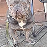 alert, animal, brown_door, canine, closeup, companion, cute, dog, domestic_animal, ears, face, french_bulldog, fur, leash, outdoor, paw, pet, pet_accessory, standing, wooden_porch