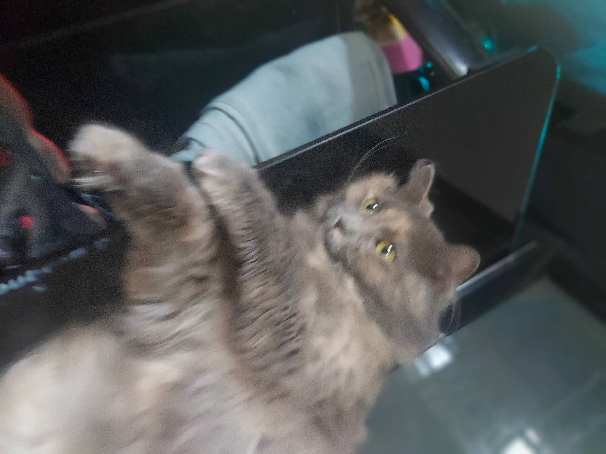 Bear is registered to the contest to win money with this photo: canidae, carnivore, cat, companion_dog, dog_breed, felidae, fur, paw, small_to_medium_sized_cats, snout, sporting_group, tail, whiskers, windshield