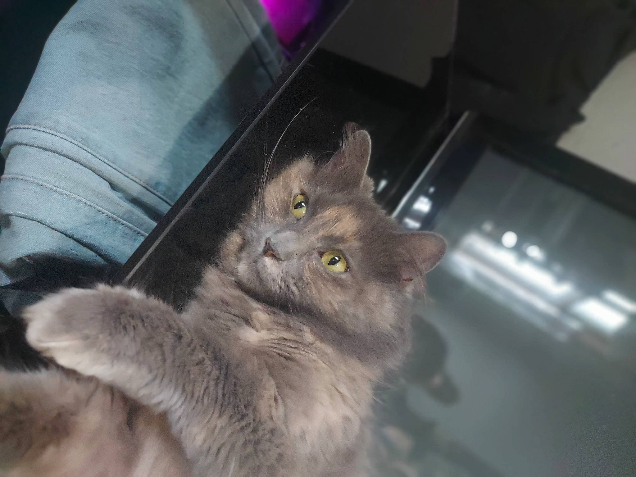 Bear is registered to the contest to win money with this photo: black_cat, carnivore, cat, claw, comfort, domestic_short_haired_cat, electric_blue, felidae, fur, grey, human_leg, paw, small_to_medium_sized_cats, snout, tail, whiskers
