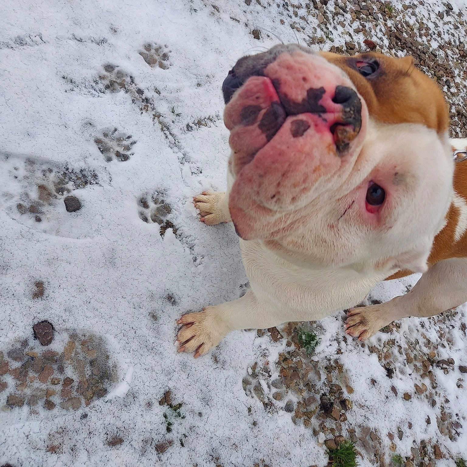 Max