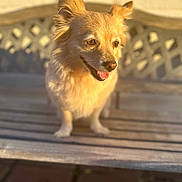 Juju is registered to the contest to win money with this photo: dog, bench, wood, sunlight, outdoor, pet, happy, tongue, fur, animal, smiling, daylight, closeup, cute, canine, face, ears, portrait, sitting, nature
