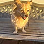 dog, bench, wood, sunlight, outdoor, pet, happy, tongue, fur, animal, smiling, daylight, closeup, cute, canine, face, ears, portrait, sitting, nature