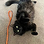 cat, black_cat, fluffy, pet, indoor, carpet, orange_leash, playful, paw, yellow_eyes, feline, cute, relaxed, lying_down, animal, whiskers, tail, fur, domestic_cat, pet_accessory