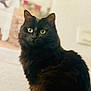 cat, black_cat, feline, pet, indoors, animal, fur, whiskers, ears, eyes, portrait, mammal, domestic_animal, looking_away, soft_light, fluffy, curious, close_up, yellow_eyes, background_blur