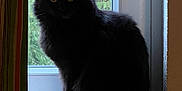 Thio participe au concours pour gagner de l'argent avec cette photo : cat, black_cat, windowsill, window, curtain, indoor, pet, animal, feline, fluffy, tail, greenery, natural_light, silhouette, domestic_cat, sitting, portrait, quiet, curious, home