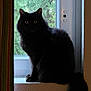 cat, black_cat, windowsill, window, curtain, indoor, pet, animal, feline, fluffy, tail, greenery, natural_light, silhouette, domestic_cat, sitting, portrait, quiet, curious, home