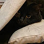 cat, black_cat, yellow_eyes, cushion, fabric, indoor, pet, cozy, close_up, whiskers, feline, hidden, resting, home, animal, texture, soft, cute, curious, relaxed