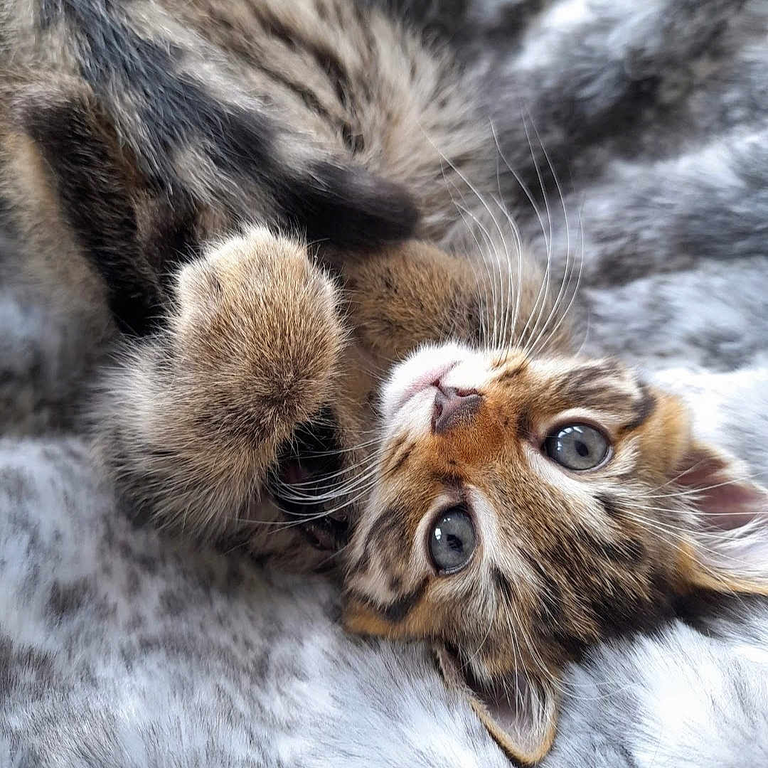 Blue is registered to the contest to win money with this photo: abyssinian, animal, cat, claw, clothing, electronics, face, fur, hardware, head, hook, kitten, manx, ocelot, person, pet, photography, portrait, sleeping, tiger