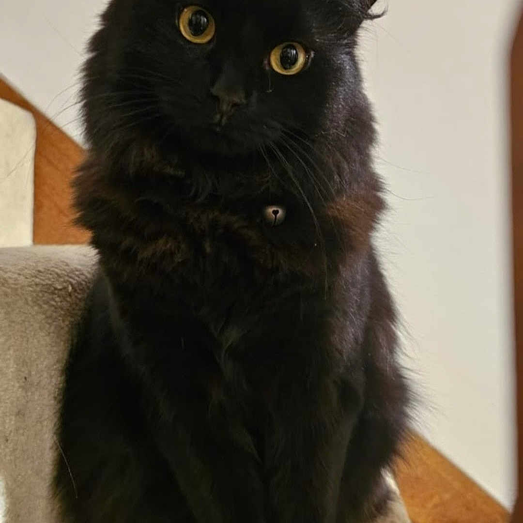 Spooks