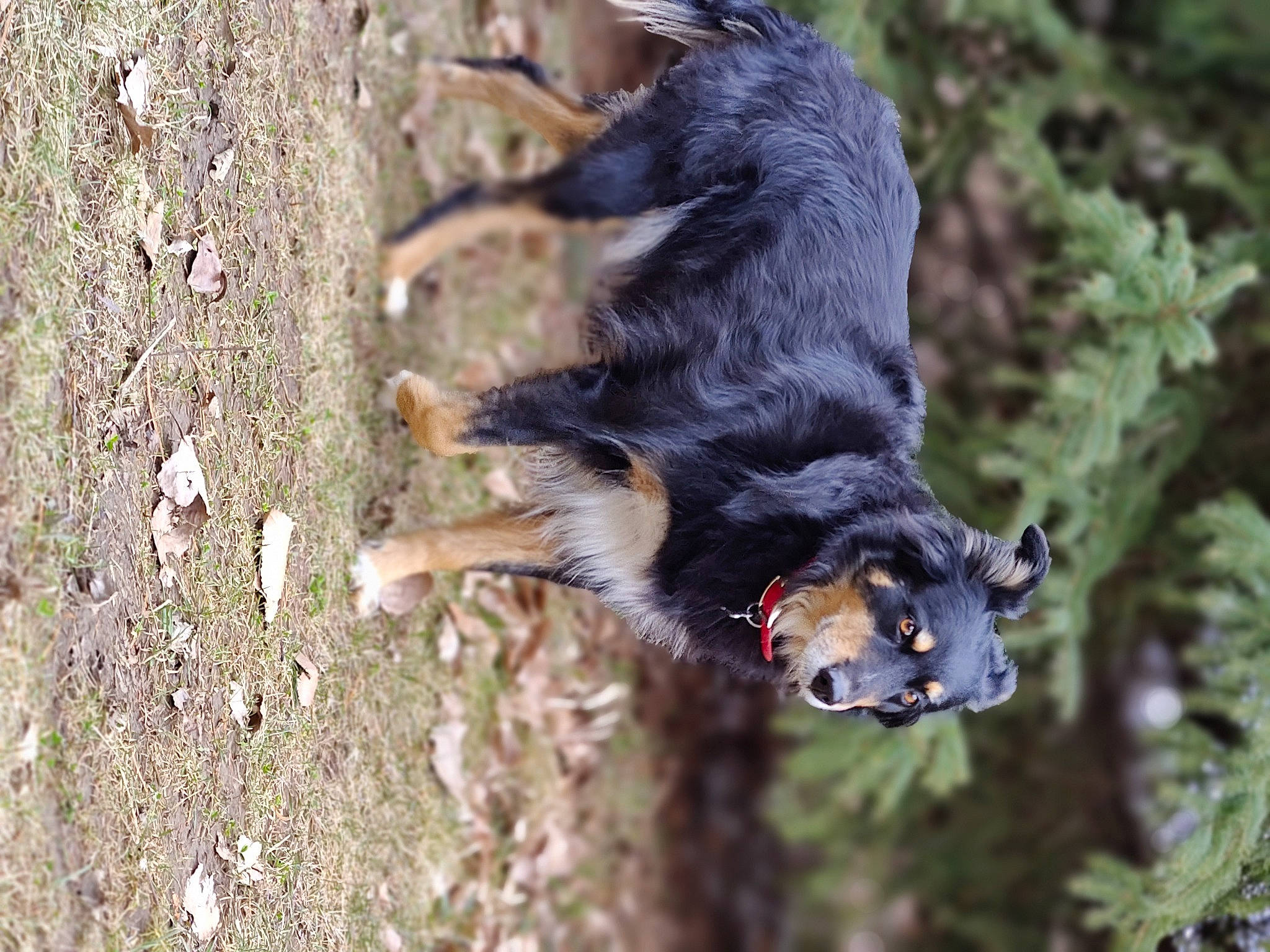 Lucy joined the competition — help win amazing prizes! canidae, carnivore, dog, dog_breed, fur, guard_dog, organism, plant, soil, sporting_group, tail, tree, trunk, wildlife, wood, working_animal, working_dog