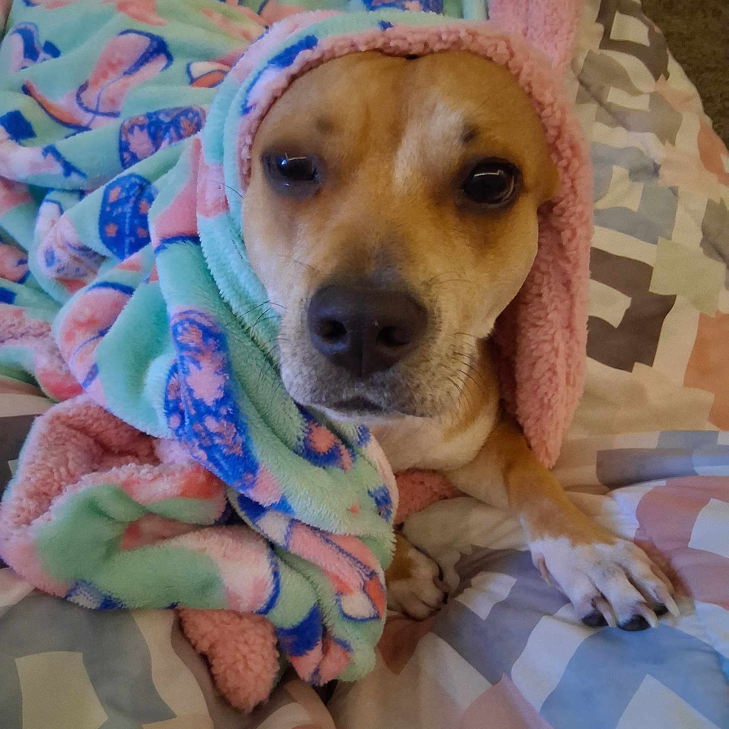 Mini Jane is registered to the contest to win money with this photo: animal, bed, blanket, colorful, comfort, cozy, cute, dog, expression, face, fur, indoors, paw, pet, relaxed, resting, sleepy, snuggled, soft, warm