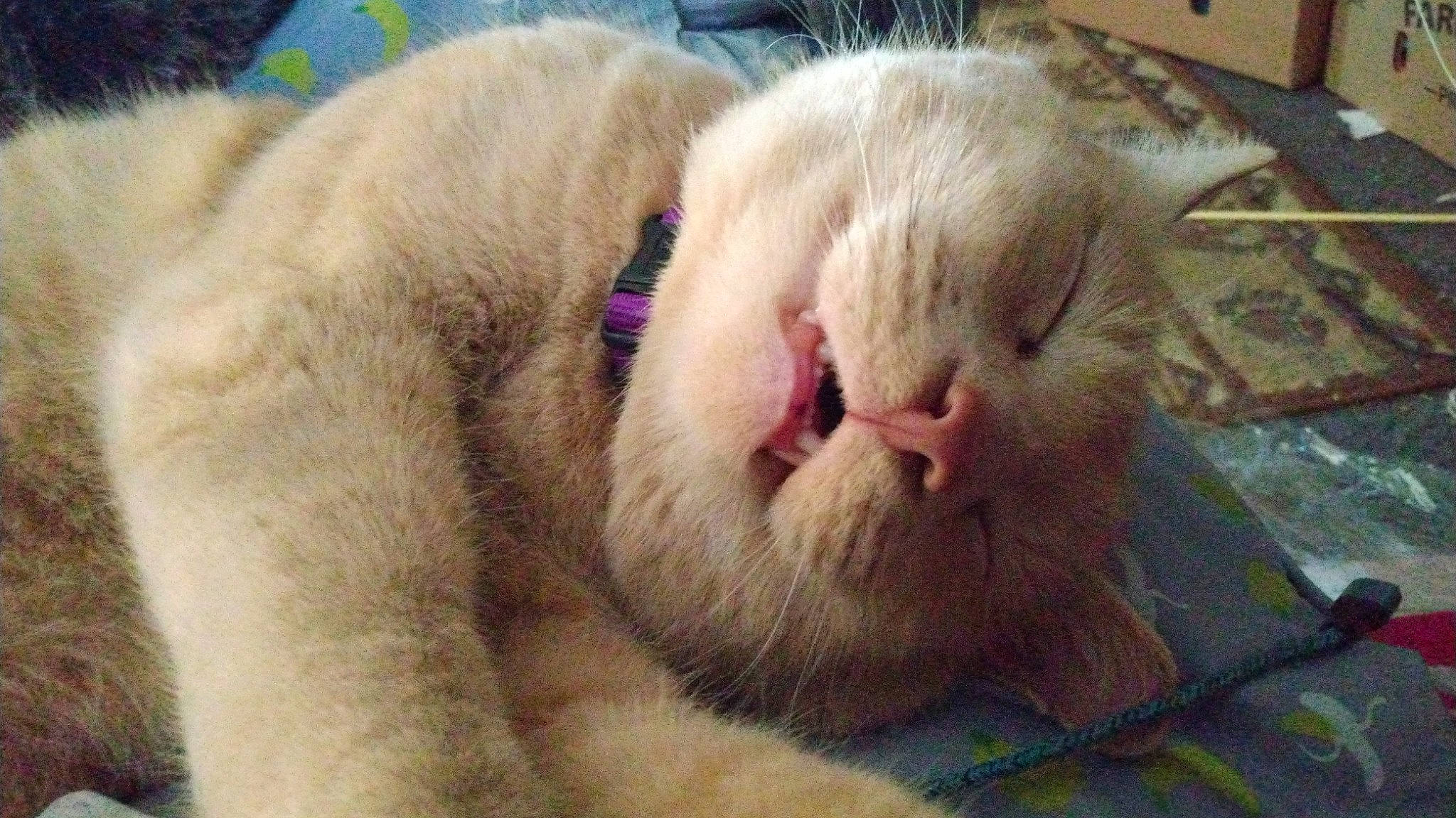 Edward is registered to the contest to win money with this photo: carnivore, cat, claw, comfort, domestic_short_haired_cat, fawn, felidae, fur, nap, paw, sleep, small_to_medium_sized_cats, terrestrial_animal, whiskers