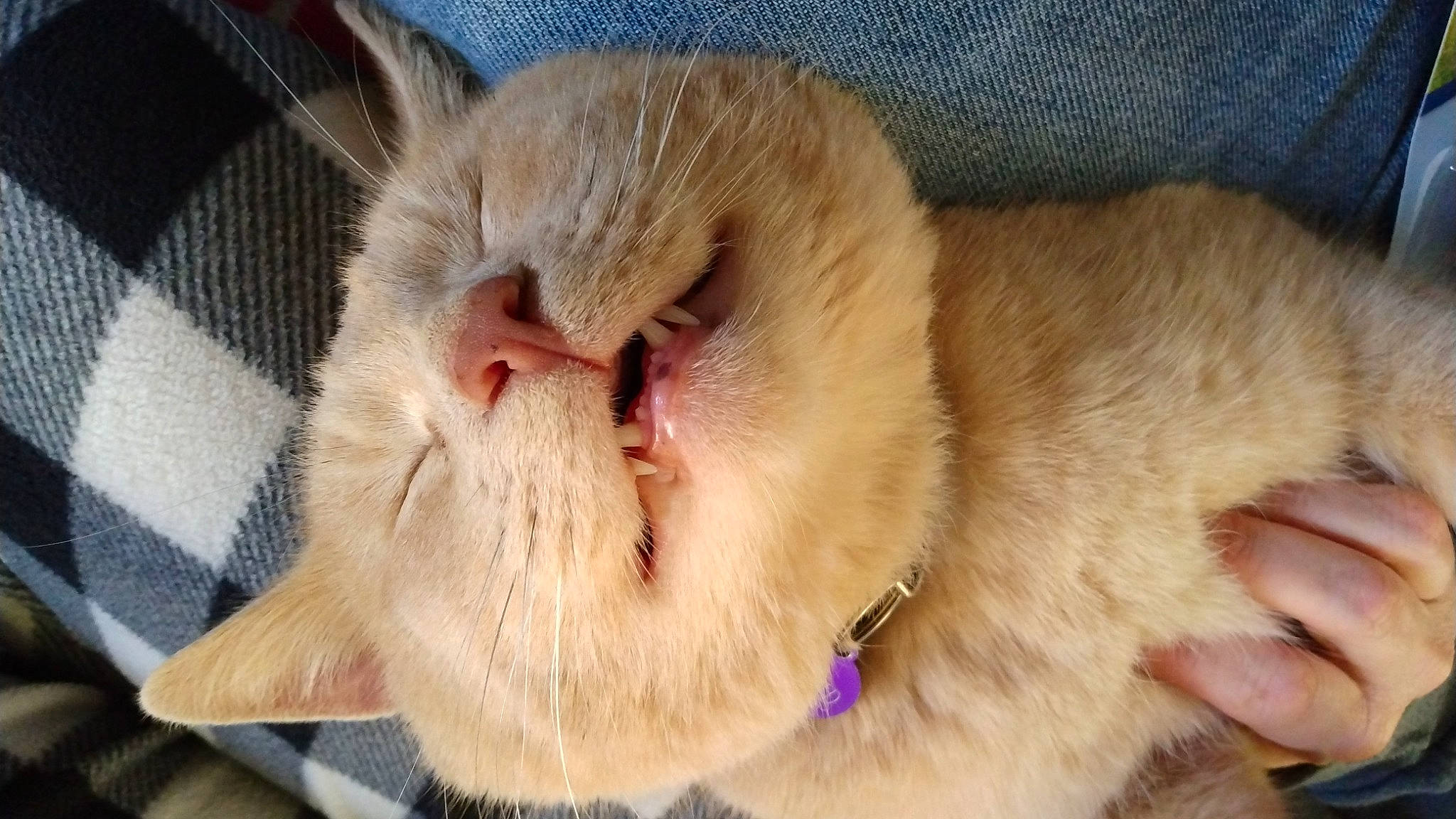 Edward joined the competition — help win amazing prizes! carnivore, cat, claw, collar, dog_breed, ear, fang, fawn, felidae, fur, liver, paw, small_to_medium_sized_cats, snout, sporting_group, terrestrial_animal, whiskers, wrinkle