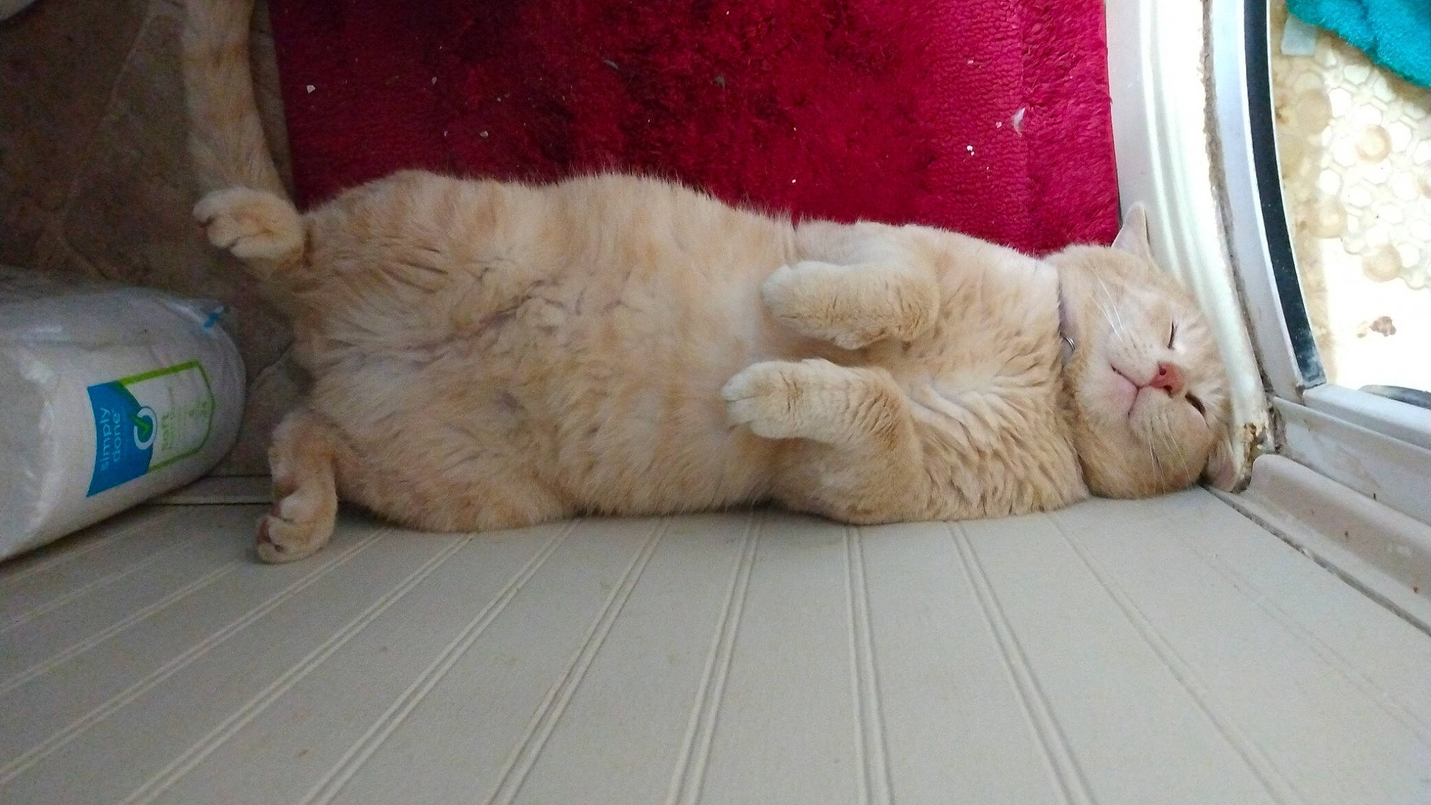 Edward is registered to the contest to win money with this photo: carnivore, cat, claw, comfort, domestic_short_haired_cat, fawn, felidae, flooring, foot, fur, hardwood, nap, paw, sitting, small_to_medium_sized_cats, snout, tail, terrestrial_animal, whiskers, wood