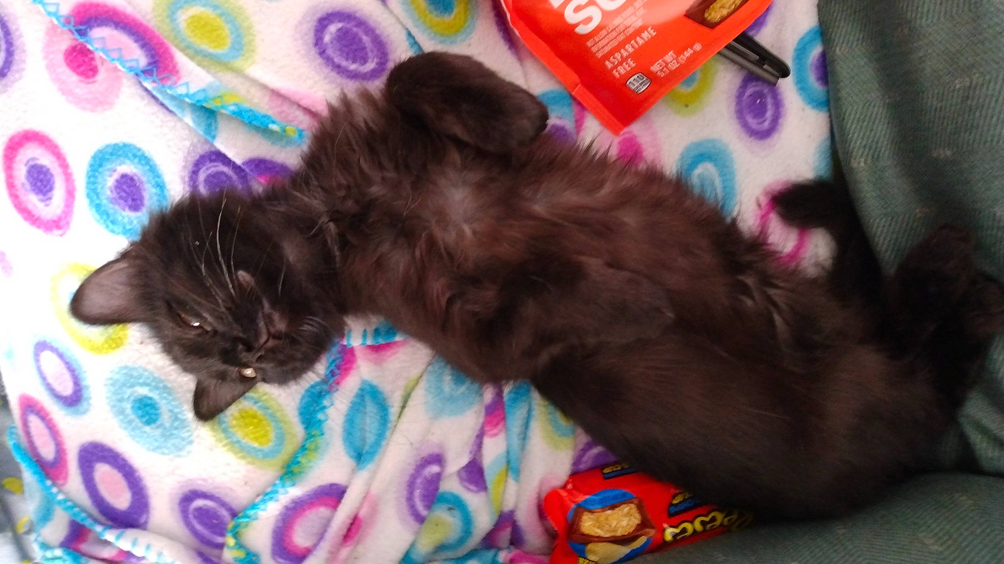 Jack is registered to the contest to win money with this photo: black_cat, bombay, carnivore, cat, claw, comfort, companion_dog, dog_breed, domestic_short_haired_cat, fawn, felidae, fur, liver, magenta, pet_supply, pink, small_to_medium_sized_cats, sporting_group, tail, whiskers