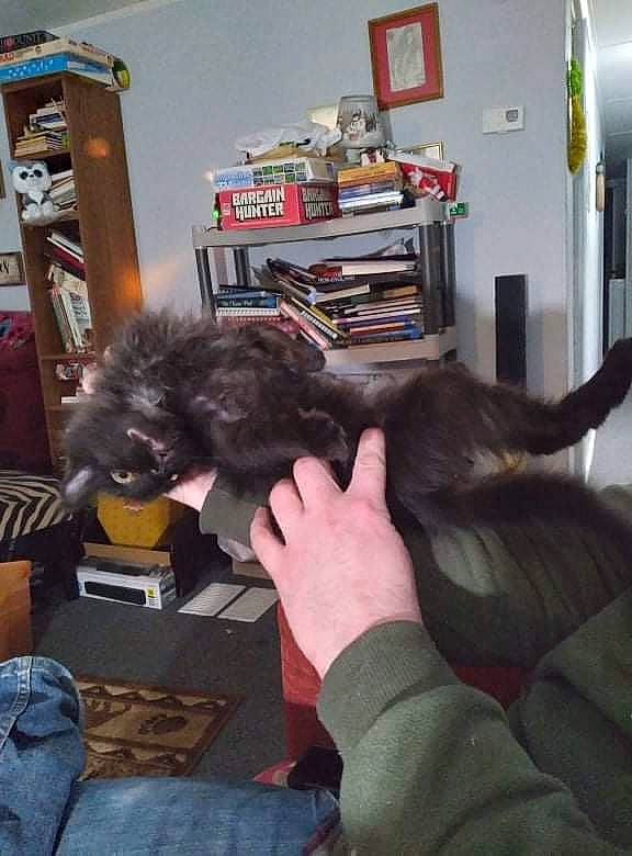 Jack is registered to the contest to win money with this photo: bookcase, canidae, carnivore, comfort, companion_dog, dog, dog_breed, ear, felidae, fur, jeans, picture_frame, room, shelf, shelving, small_to_medium_sized_cats, sporting_group, tail, water_dog, wood