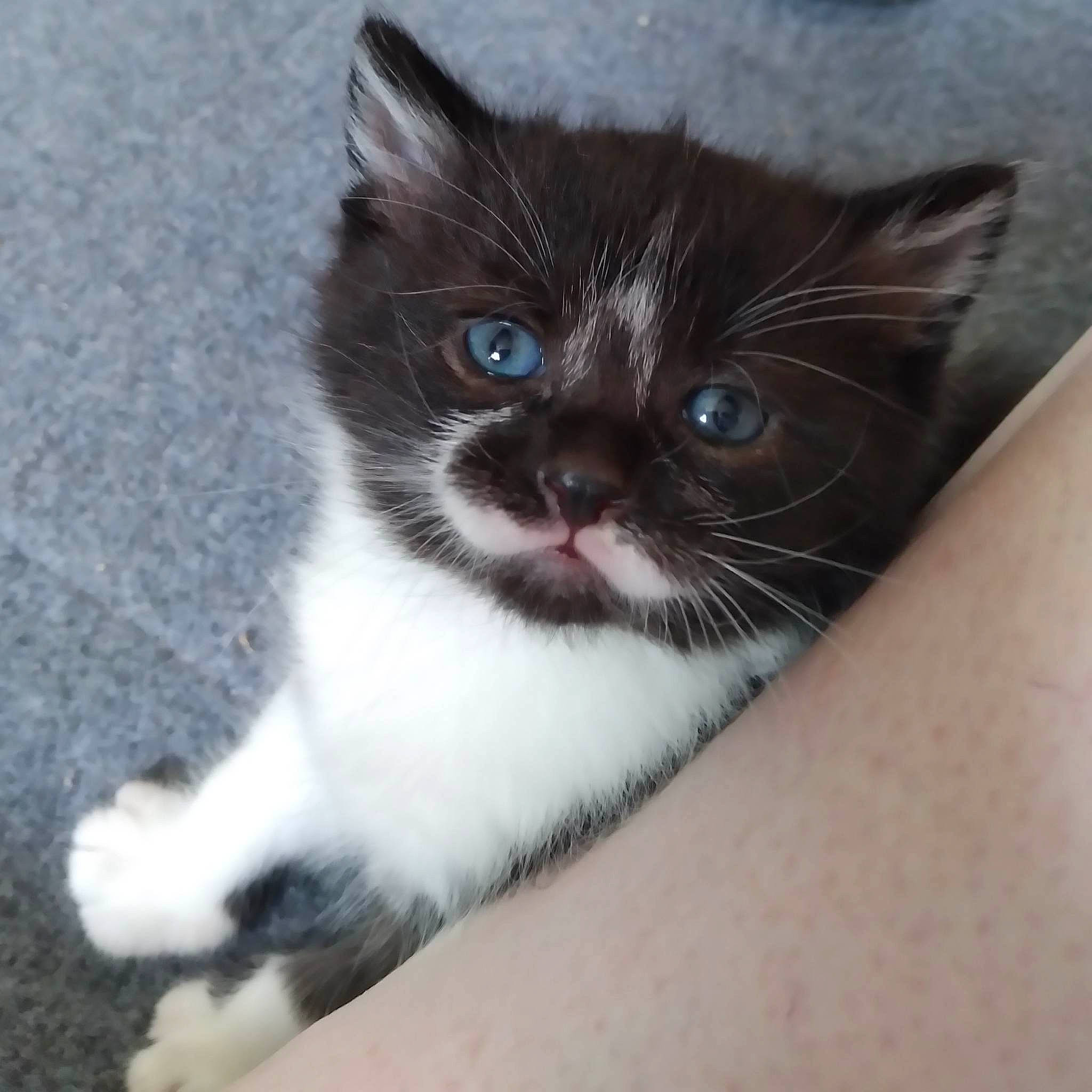 Charlie is registered to the contest to win money with this photo: black_cat, carnivore, cat, claw, comfort, domestic_short_haired_cat, electric_blue, eyelash, felidae, foot, fur, nail, paw, small_to_medium_sized_cats, snout, tail, terrestrial_animal, whiskers, window