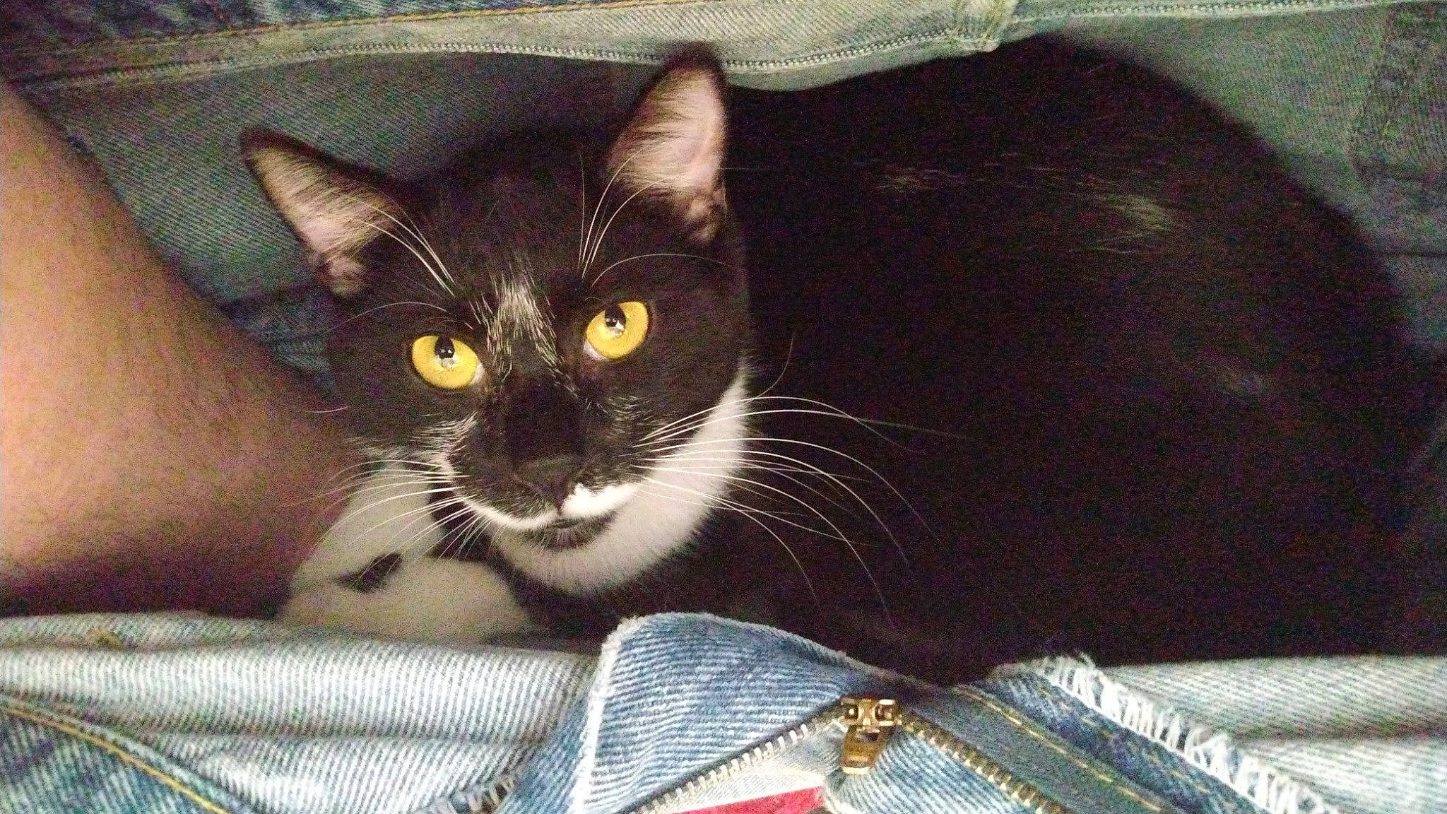 Charlie is registered to the contest to win money with this photo: box, carnivore, cat, cat_supply, comfort, couch, domestic_short_haired_cat, eye, felidae, fur, lap, paw, pet_supply, sitting, small_to_medium_sized_cats, snout, tail, whiskers, window