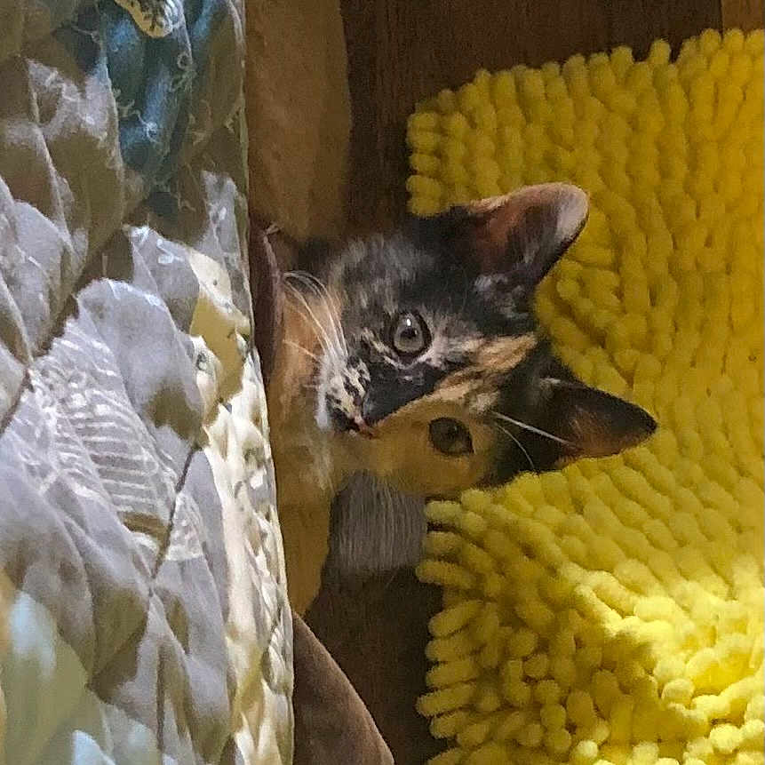 Priscilla joined the competition — help win amazing prizes! animal, bed, black_and_white, blanket, calico, cat, cozy, cuddly, cute, ears, eyes, face, feline, fur, indoor, kitten, peekaboo, pet, plush_toy, portrait