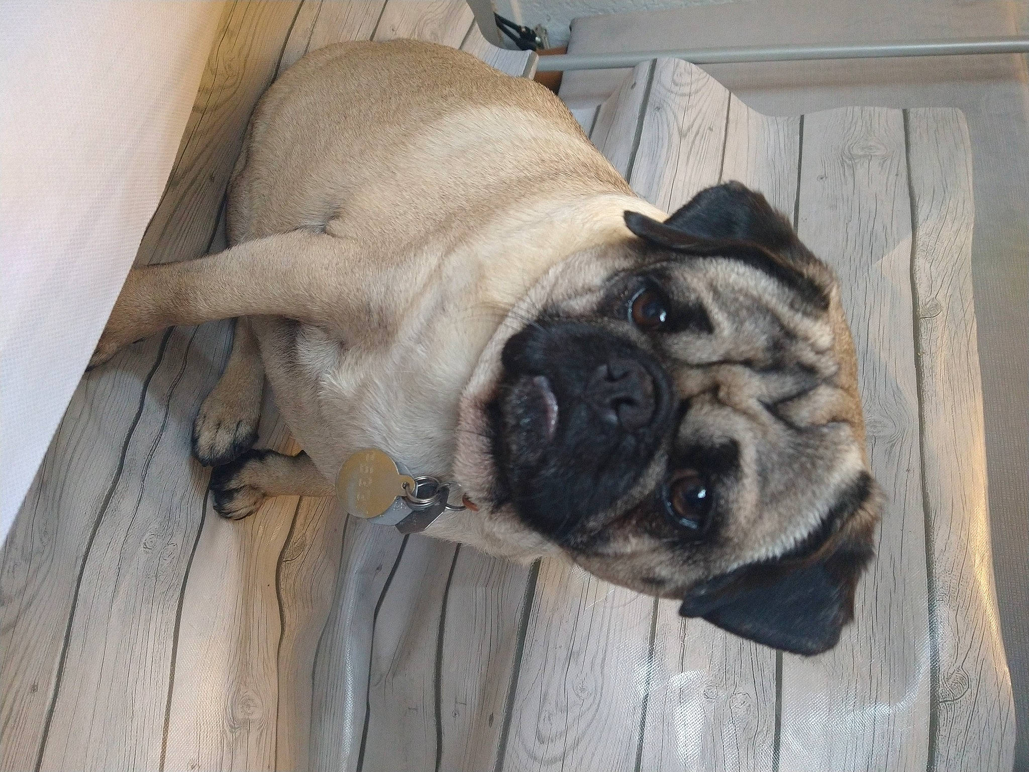 Peggy joined the competition — help win amazing prizes! ancient_dog_breeds, canidae, carnivore, companion_dog, dog, dog_breed, fawn, flooring, guard_dog, hardwood, non_sporting_group, pug, sporting_group, terrestrial_animal, window, wood, working_animal, working_dog, wrinkle