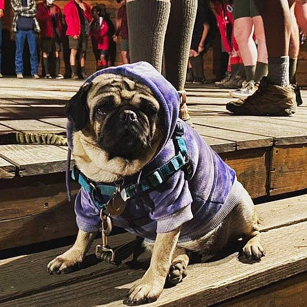 Peggy is registered to the contest to win money with this photo: bulldog, carnivore, companion_dog, dog, dog_breed, dog_collar, fawn, human_leg, leash, photograph, plant, pug, purple, snapshot, snout, sporting_group, toy_dog, wood, working_animal, wrinkle