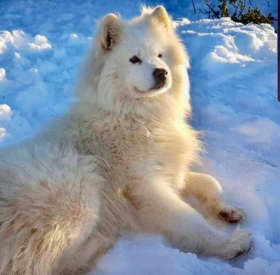 Indie participe au concours pour gagner de l'argent avec cette photo :