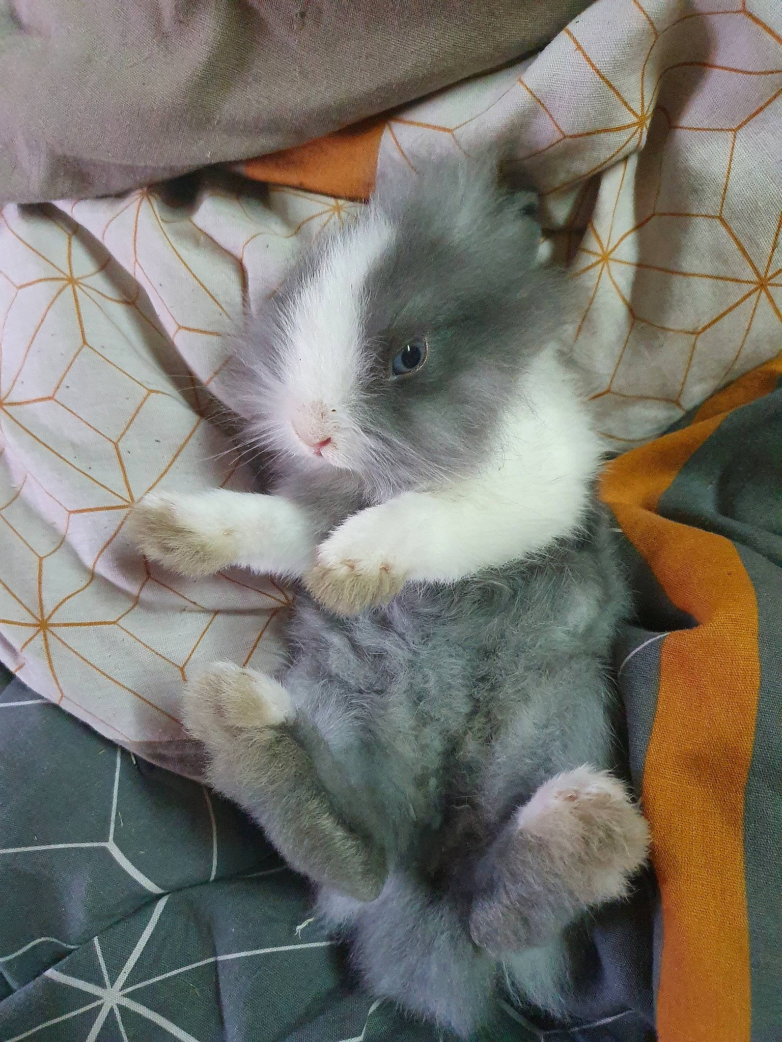 Arrow a rejoint le concours — aidez-le/la à gagner de superbes lots ! chinchilla, domestic_rabbit, ear, fawn, fur, hare, rabbit, rabbits_and_hares, skin, snout, whiskers